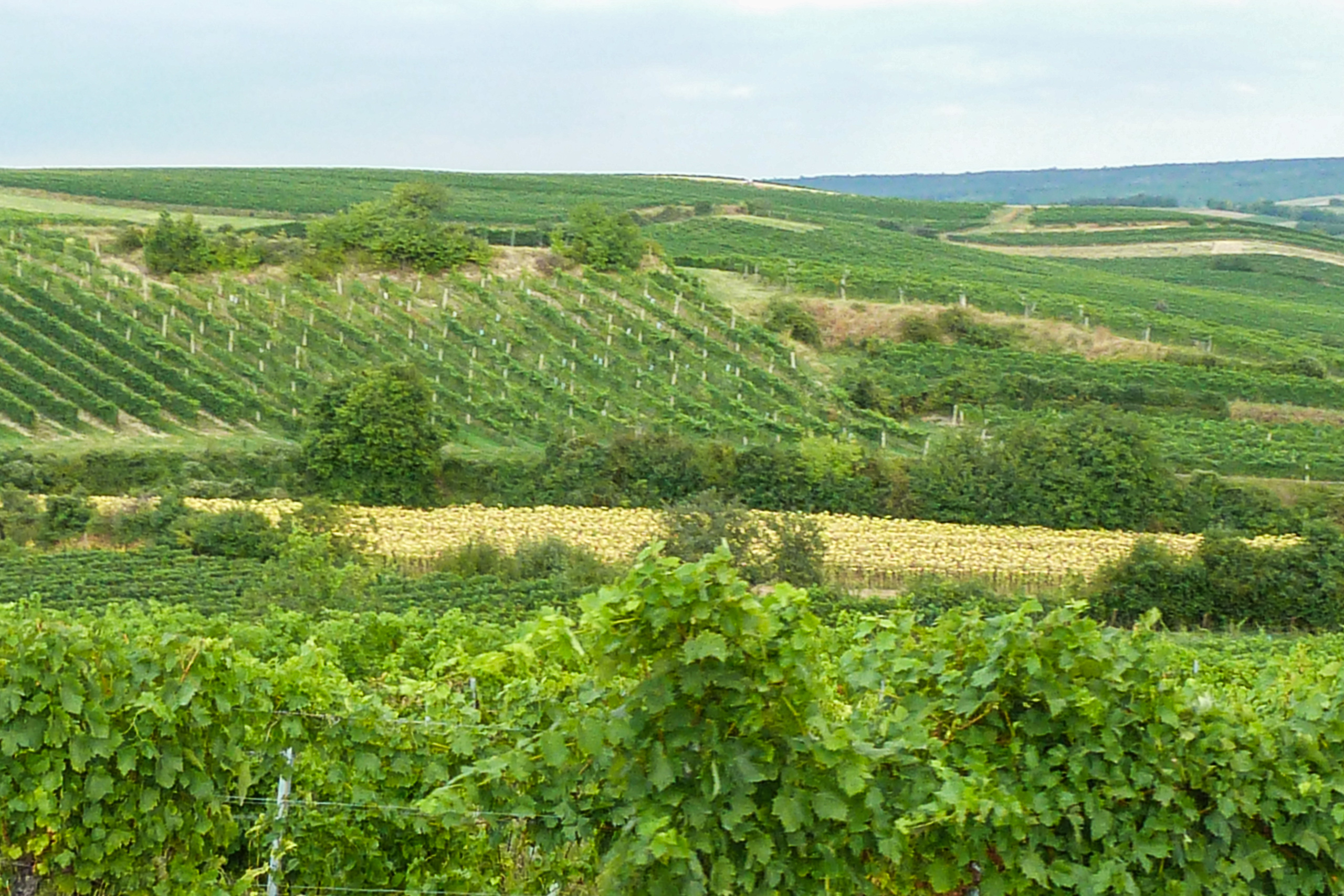 Weingärten und ein Streifen Sonnenblumen im hügeligen Weinviertel